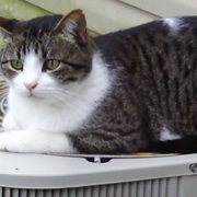 pets and hvac
